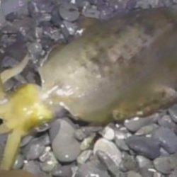 石津浜でエギング